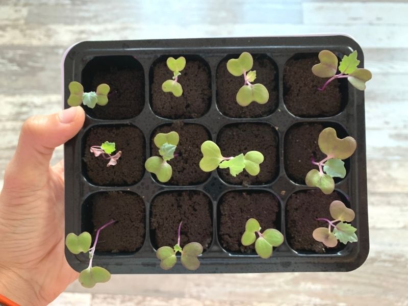 A tray of 12 cole crop seedlings in root riot cubes. The plants each have their seed leaves and one small true leaf.
