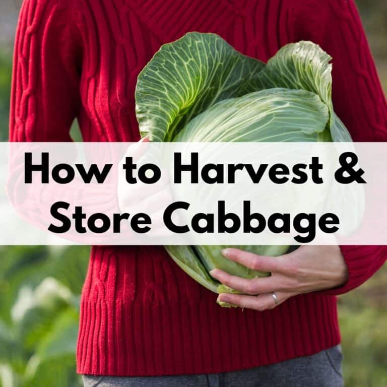 text overlay "how to harvest and store cabbage" over a close up shot of a woman in a red sweater holding a freshly harvested green cabbage head