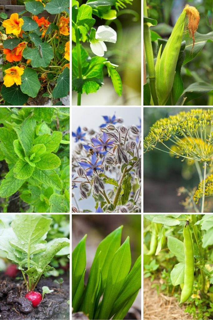 A 3x3 grid of companion plants for zucchini: nasturtiums, peas, corn, mint, borage, dll, radish, garlic, and beans