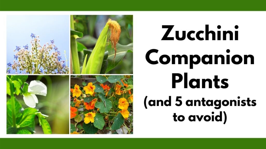 Text "zucchini companion plants (and 5 antagonists to avoid) with a 2x2 grid of zucchini companion plant pictures: borage, corn, peas, and nasturtiums 