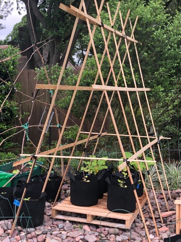 A wood a frame trellis on top of wood pallets. Under the trellis are newly planted squash plants in black fabric grow bags.