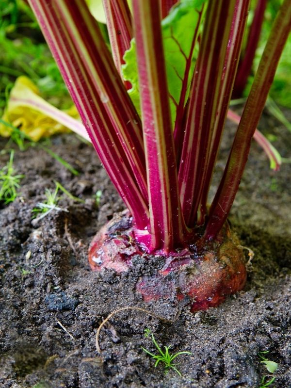 A close up of a mature beet in the garden ready to pick. The top of the beetroot is visible and so are the beet's red stalks. Only one small leaf is in the frame.