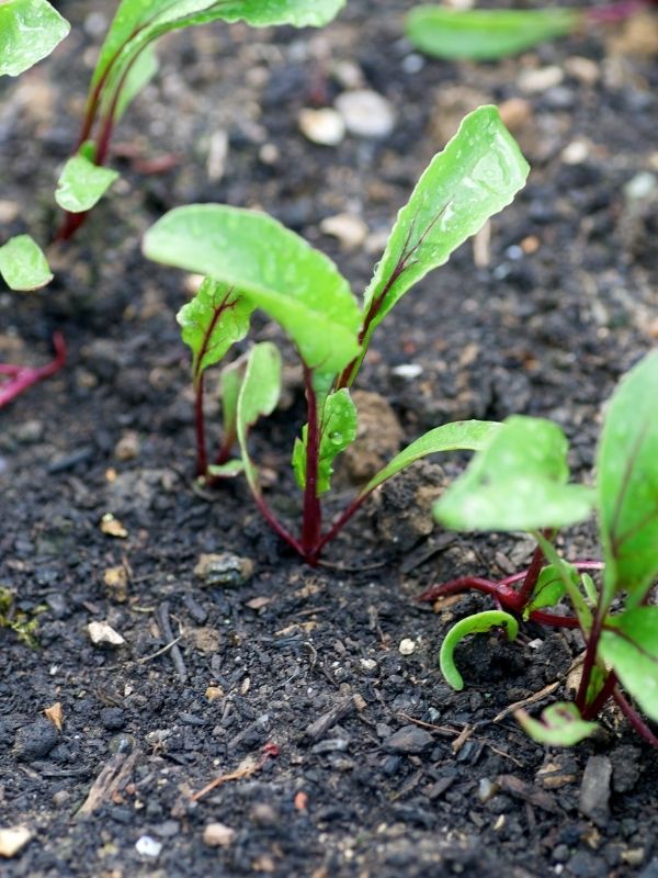 Young beet seedlings in moist, rich soil
