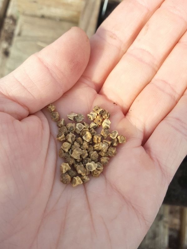 A close up of a hand holding a palm full of beet seeds