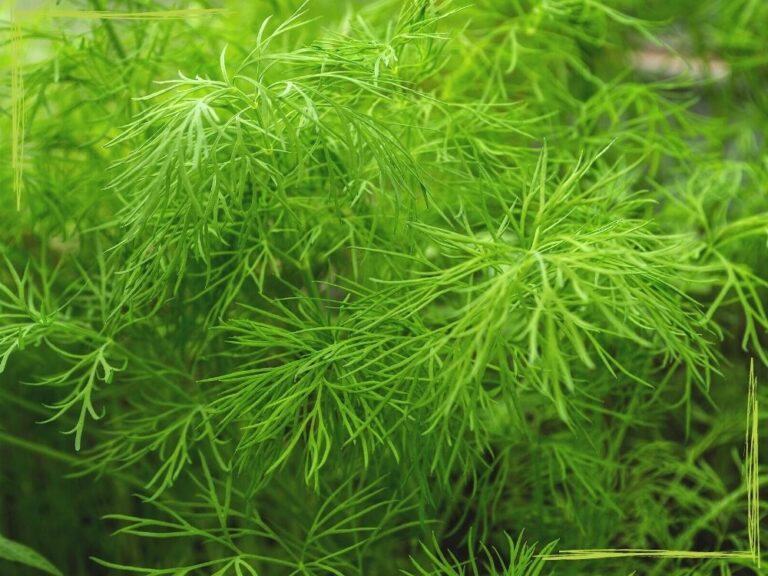 How to Plant and Grow Dill (plus tips for dill pests & problems