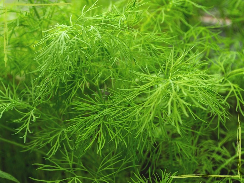 a close up of dill leaves. The leaves are thin and feathery. They resemble the leaves of carrots, asparagus, and Queen Anne's Lace
