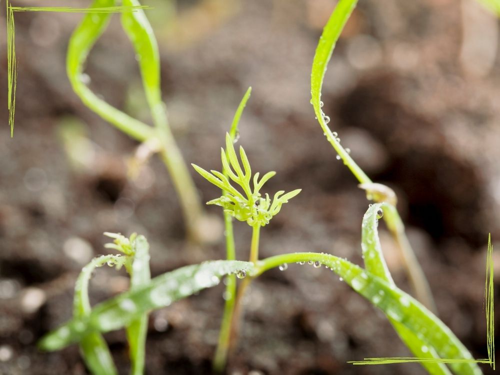 A close up of dill seedlings in the ground. They have their thin seed leaves and one feathery true leaf.