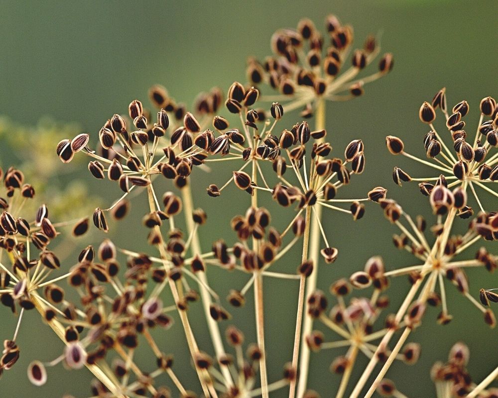 a closeup of dry, brown dill seeds on dry stalks