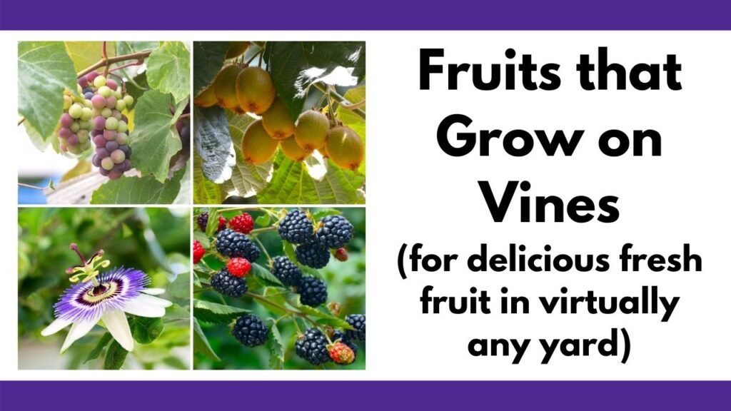 text "fruits that grow on vines (for delicious fruit in virtually any yard) with a 2x2 image grid of grapes, kiwi, passionflower, and blackberries