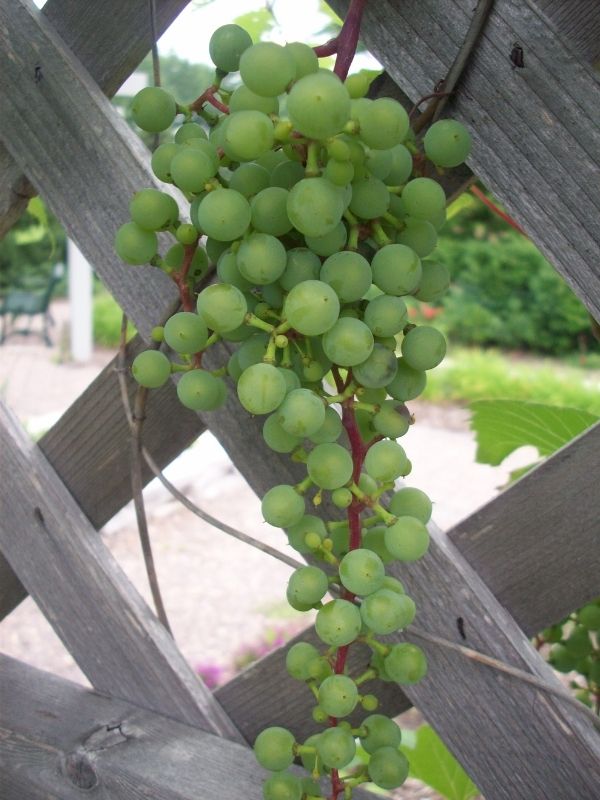 a cluster of unripe grapes hanging from wood lattice