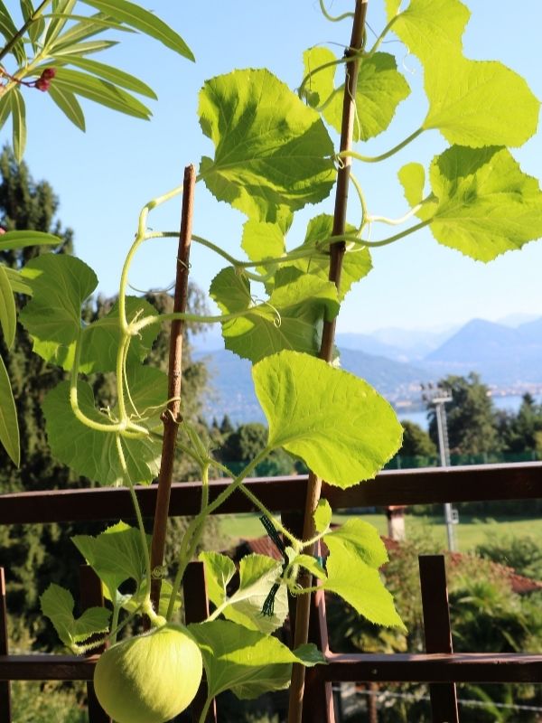 an image of a honeydew melon plant growing vertically on bamboo stakes attached to a wooden fence