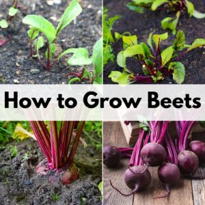 text "how to grow beets" over a 2x2 image grid of beets: beet seedlings, young beet plants, a mature beet ready to harvest, and a bunch of beets pulled from the ground