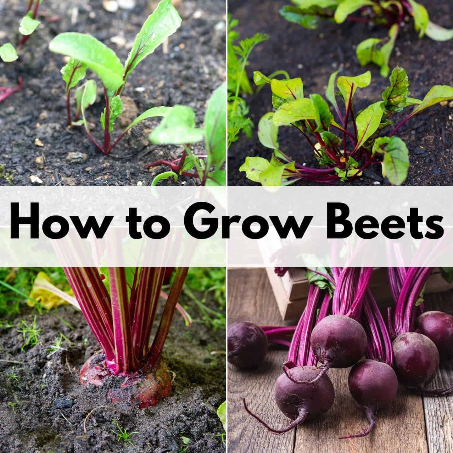 How to Plant & Grow Beets for a Successful Harvest Together Time Family