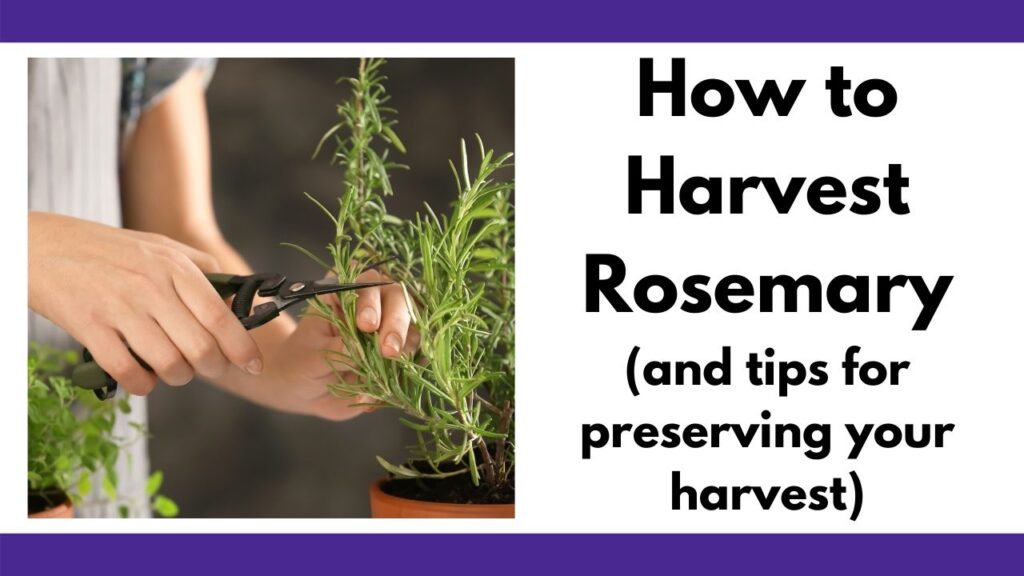 text "how to harvest rosemary (and tips for preserving your harvest)" next to a picture of a woman's hands using garden snips to cut a sprig of rosemary