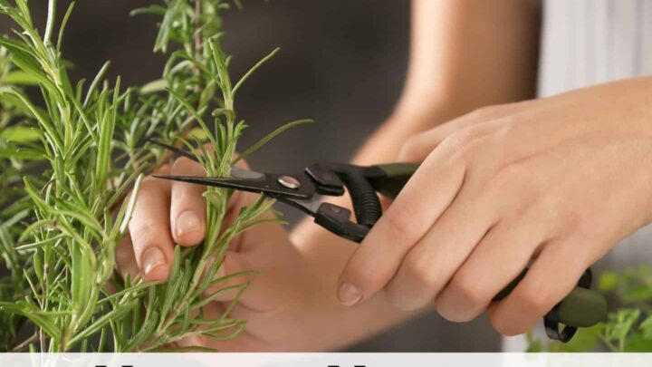 text overlay "how to harvest rosemary" over a picture of a woman's hands using garden snips to cute rosemary