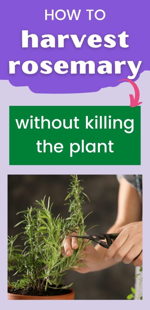 text "how to harvest rosemary without killing the plant" above a picture of woman's hands holding sharp gardening snips cutting a sprig of rosemary