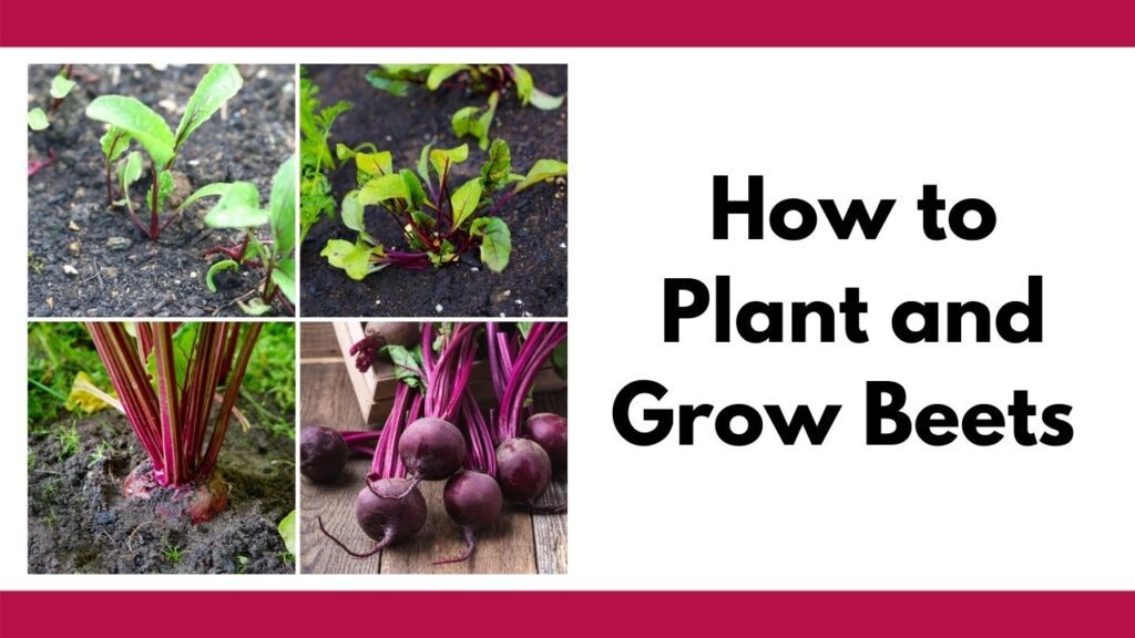 Text "how to plant and grow beets" with a 2x2 image grid of beets in the garden: beet seedlings, young plants, mature beets ready to be picked, and a bunch of picked beets