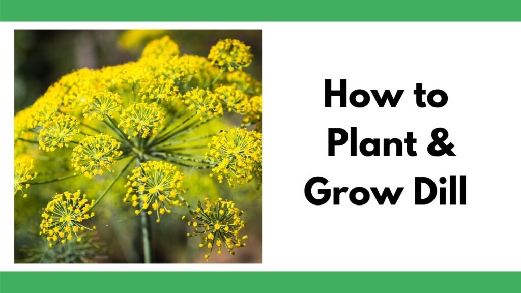 text "how to plant and grow dill" next to a close up of a flowering dill plant. Dill blossoms with clusters of small yellow flowers.