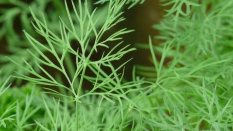 Image for Mammoth Dill Seeds 