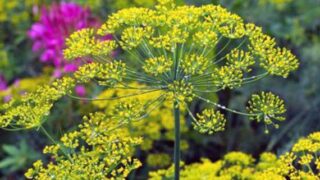 How to Plant and Grow Dill (plus tips for dill pests & problems ...