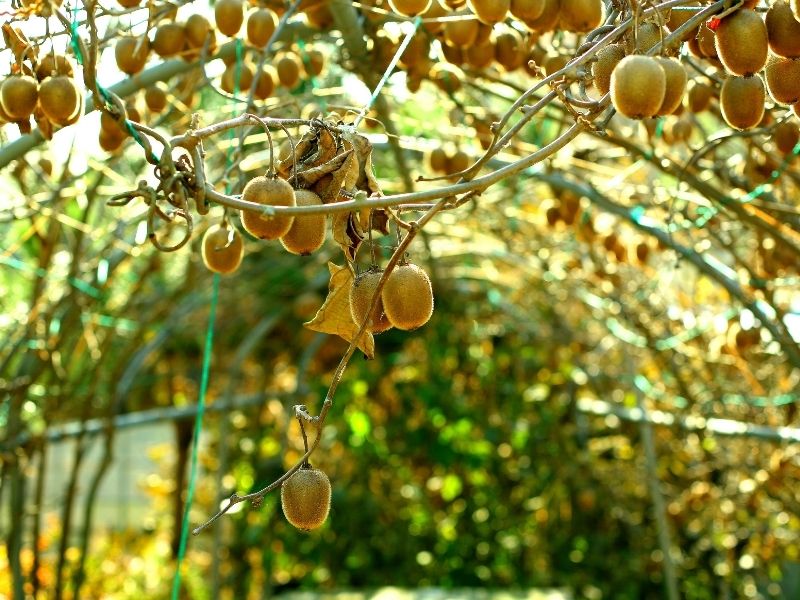 close up of ripe kiwi fruits growing on vines over an arched metal trellis