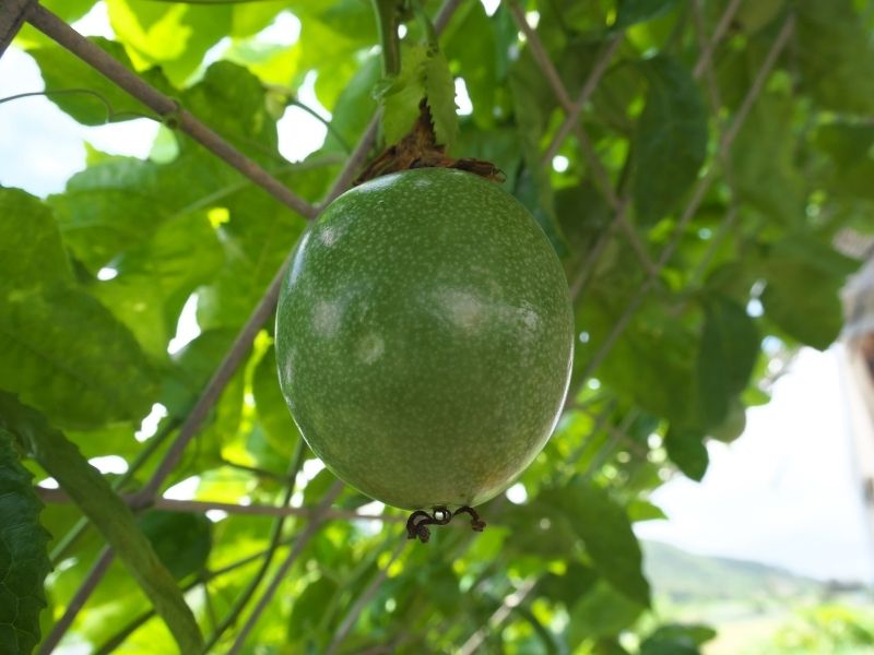 a close up of a green passionfruit growing on a trellis