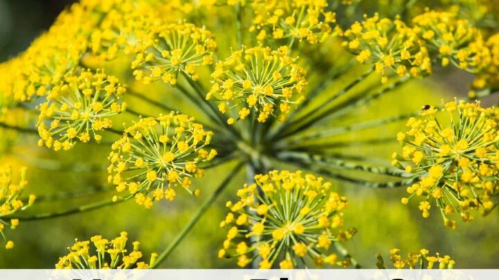 text overlay "how to plant and grow dill" on a transparent white rectangle at the bottom of an image with a close up of a flowering dill plant. Dill blossoms with clusters of small yellow flowers.