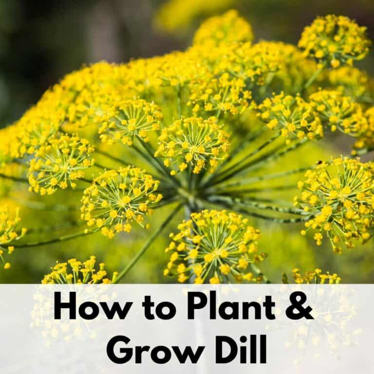 text overlay "how to plant and grow dill" on a transparent white rectangle at the bottom of an image with a close up of a flowering dill plant. Dill blossoms with clusters of small yellow flowers.