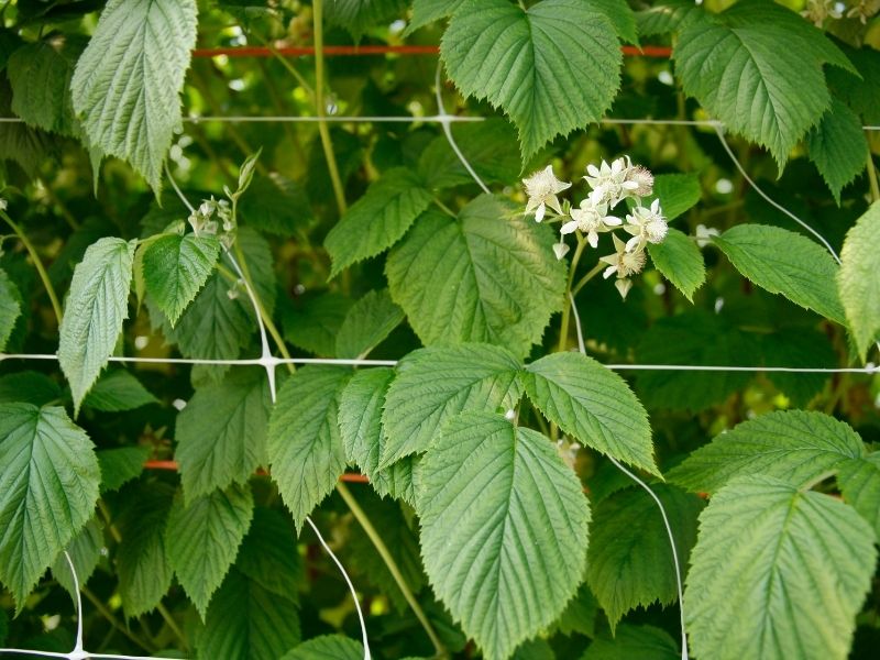 a close up shot of flowering raspberry plants growing on trellis netting