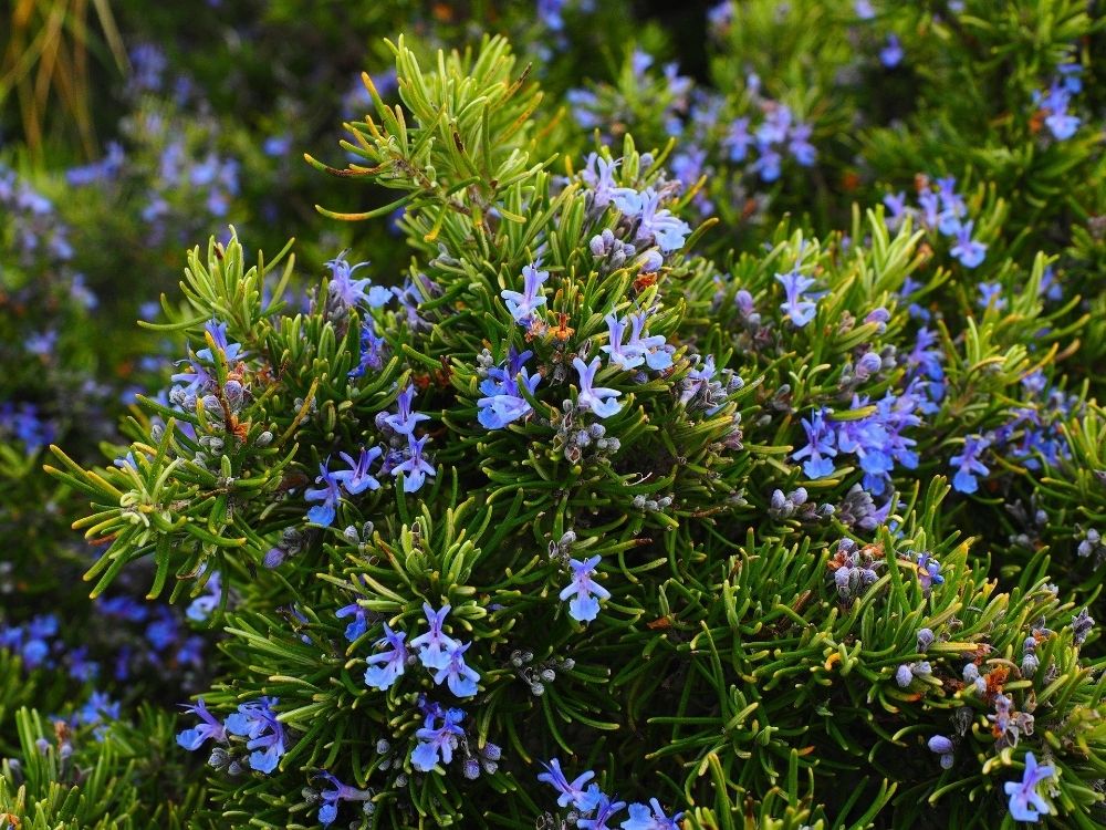 a close up of a flowering rosemary plant with small, purple blue flowers