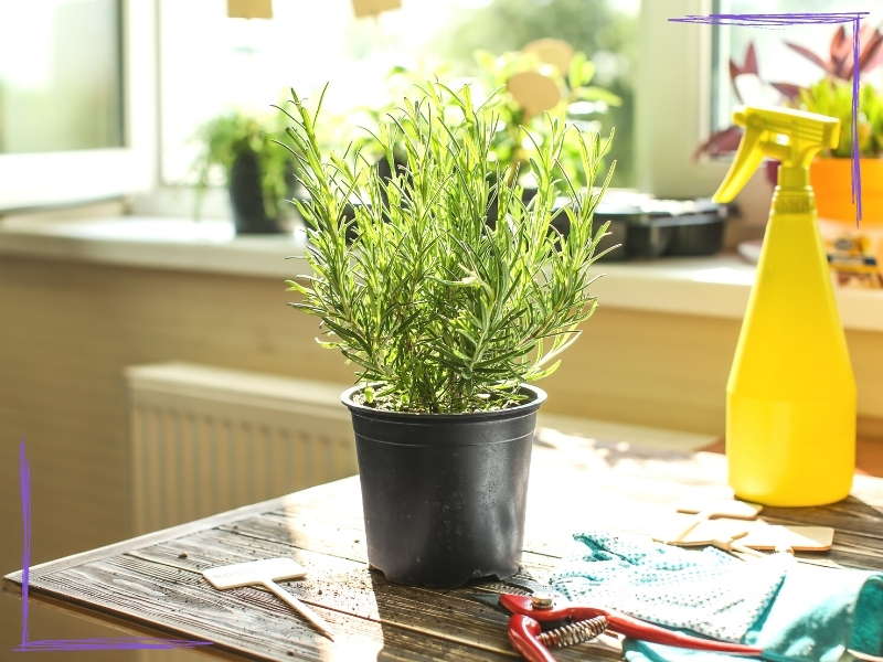 A picture of a small rosemary plant indoors. It is on a wood table with a yellow water spray bottle and some seedling trays visible in the background.