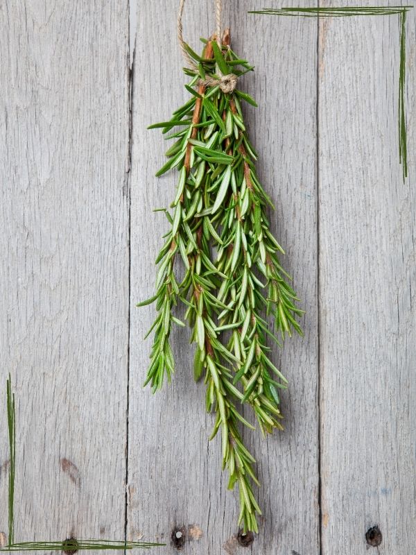 a sprig of rosemary hanging with twine in front of a light colored board wall