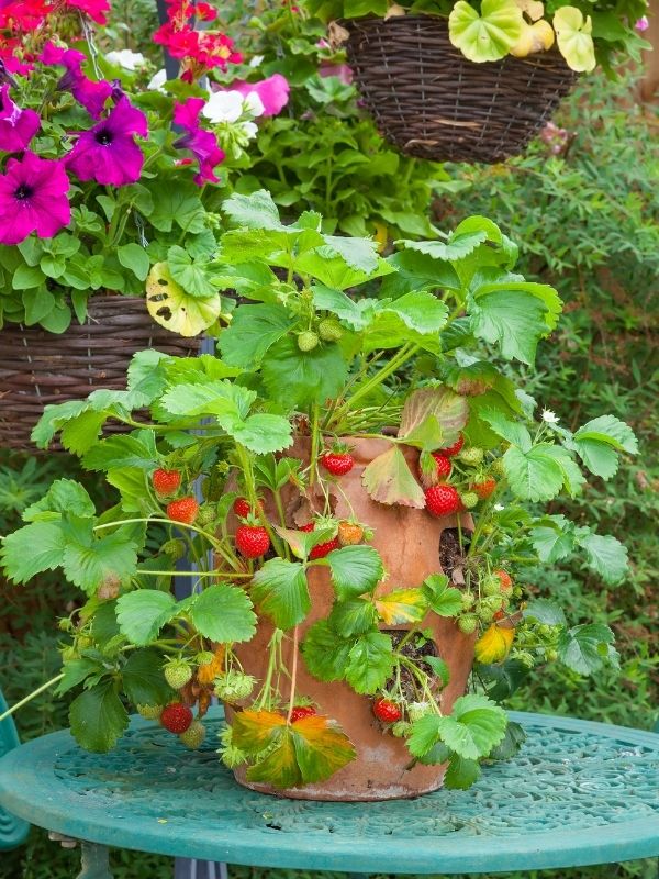 A terra cotta planter filled with strawberry plants and ripe strawberries. Pink flower are visible blooming in the background 