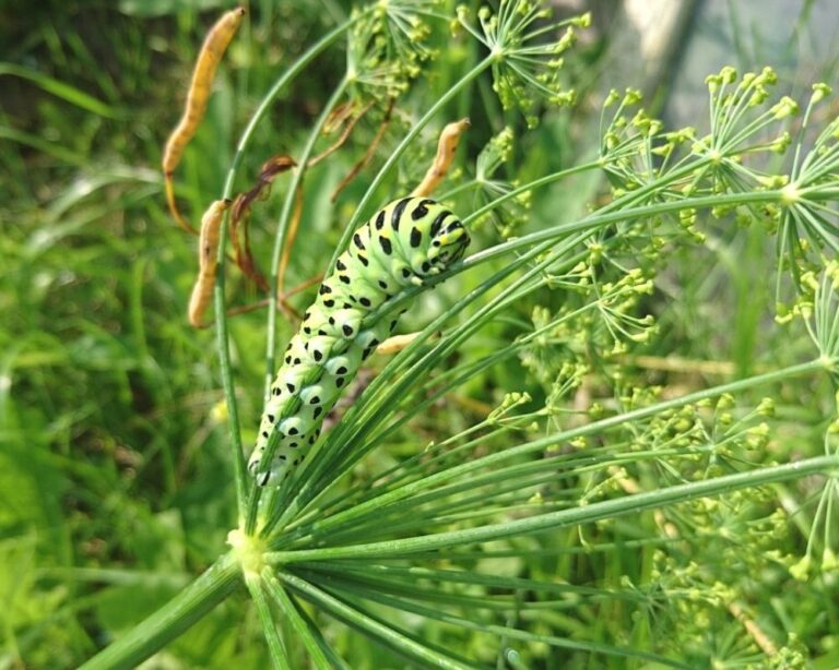 How to Plant and Grow Dill (plus tips for dill pests & problems