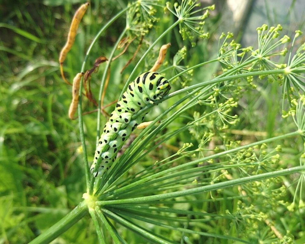 a closeup of a black swallowtail caterpillar on a flowering stem of dill