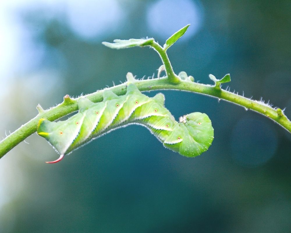 A tomato hornworm hanging from the bottom of a tomato plant branch