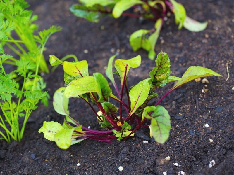 A young beet transplant in the garden. The soil is dark and moist. Another beet plant and two celery plants are partially visible in the frame.