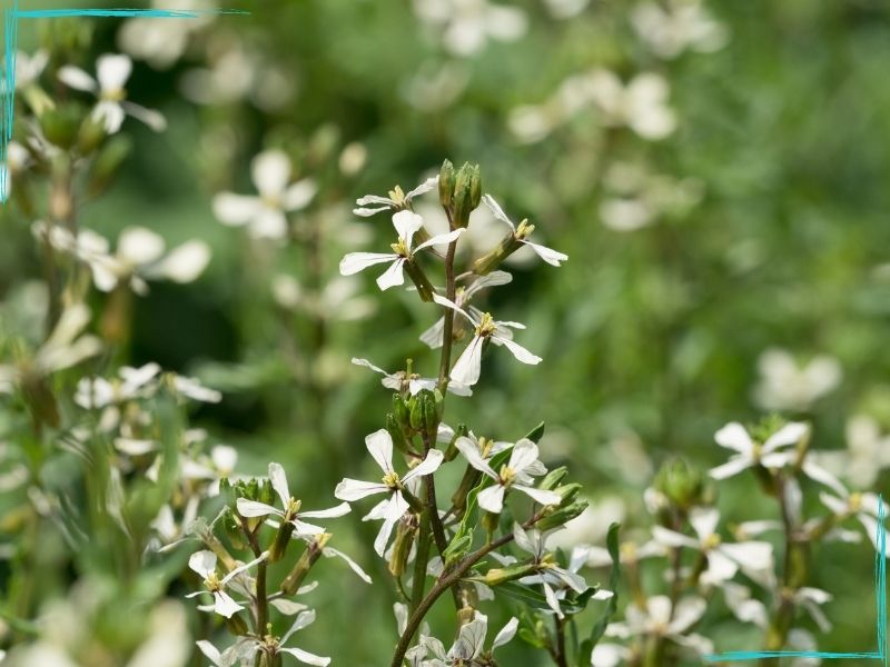 small white arugula flowers