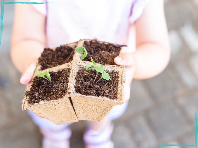 Little girl's hands holding four square peat moss seed starter cubes with small arugula seedlings