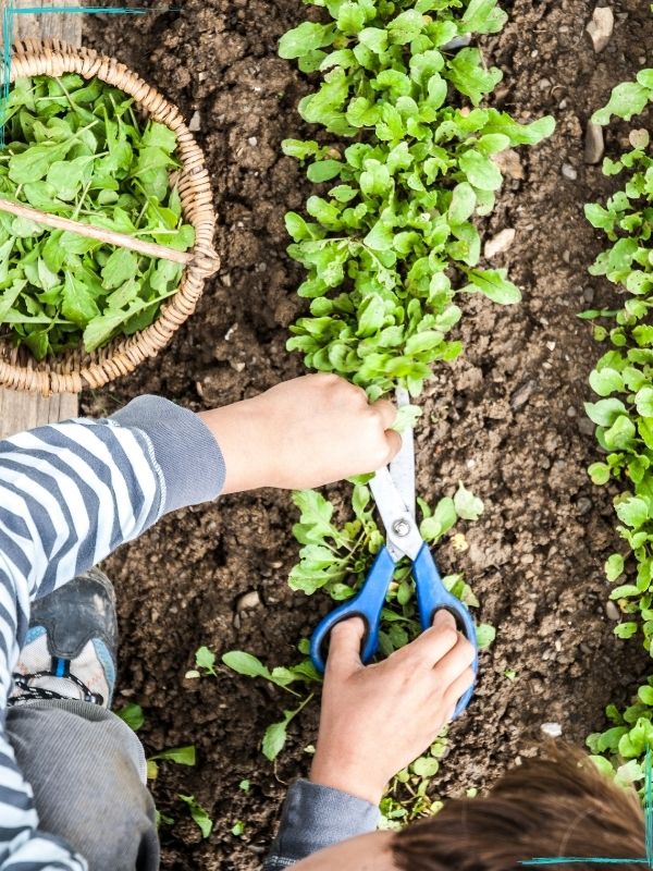 A top down view of a person cutting a row of young arugula plants off at ground level with a pair of scissors with blue handles. A basket of harvested arugula is on the left. 