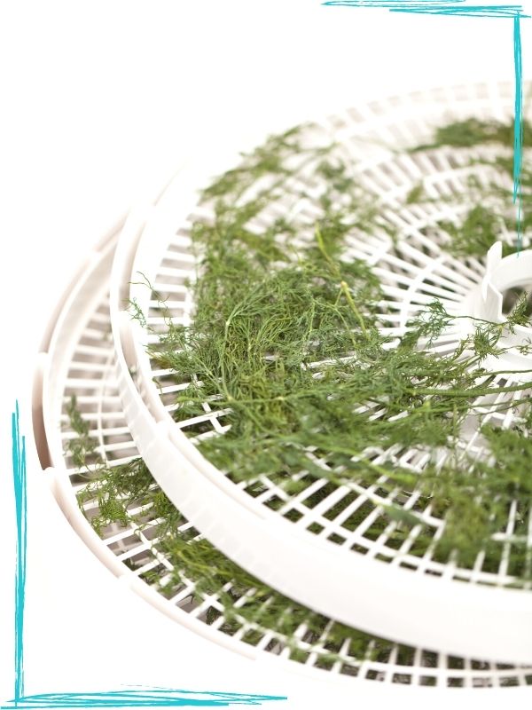 Two white round dehydrator racks on white background. The racks have drying dill branches on them.