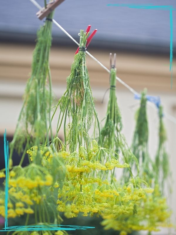 An image of bunches of dill weed with yellow flowers hanging by clothespins on a line.