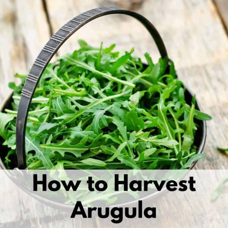 text overlay "how to harvest arugula" on the bottom of an image with a small basket filled with baby arugula leaves