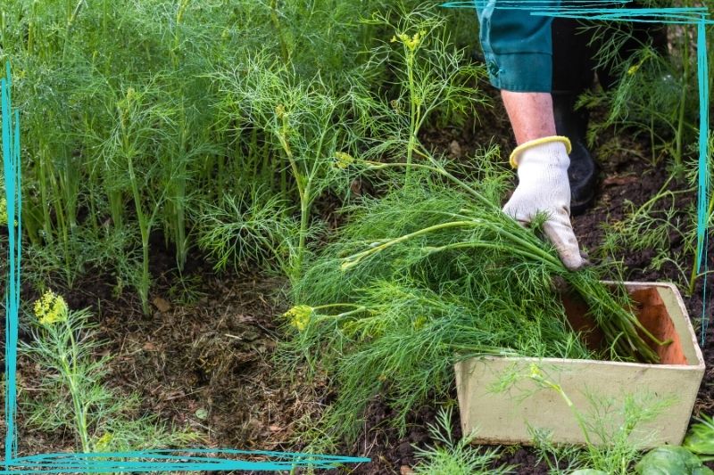 een close-up van een persoon ' s handschoenen zetten geoogste dille planten in een houten krat. Meer dille is zichtbaar op de achtergrond en de persoon draagt donkergroene overalls