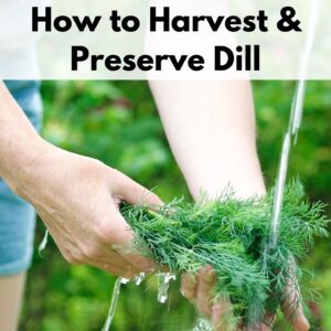an image of a woman's hands holding fresh dill weed under a stream of water. Above is the text overlay "how to harvest & preserve dill"