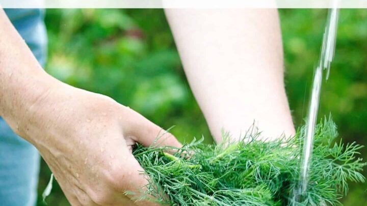 an image of a woman's hands holding fresh dill weed under a stream of water. Above is the text overlay "how to harvest & preserve dill"