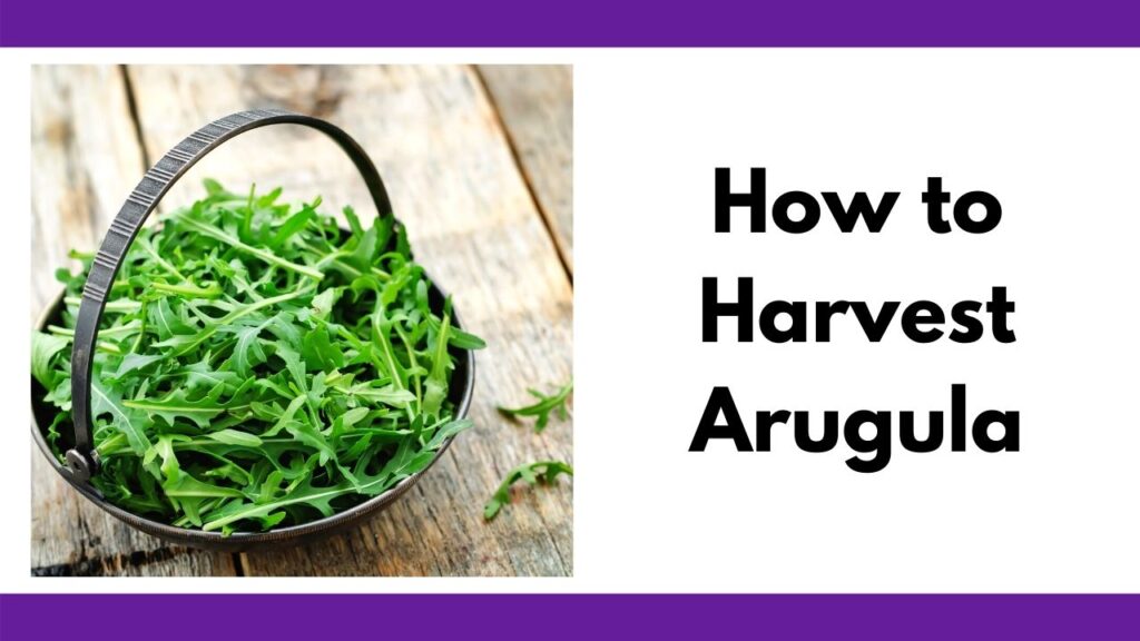 On the right is a small basket full of baby arugula greens. On the left is the text "how to harvest arugula"