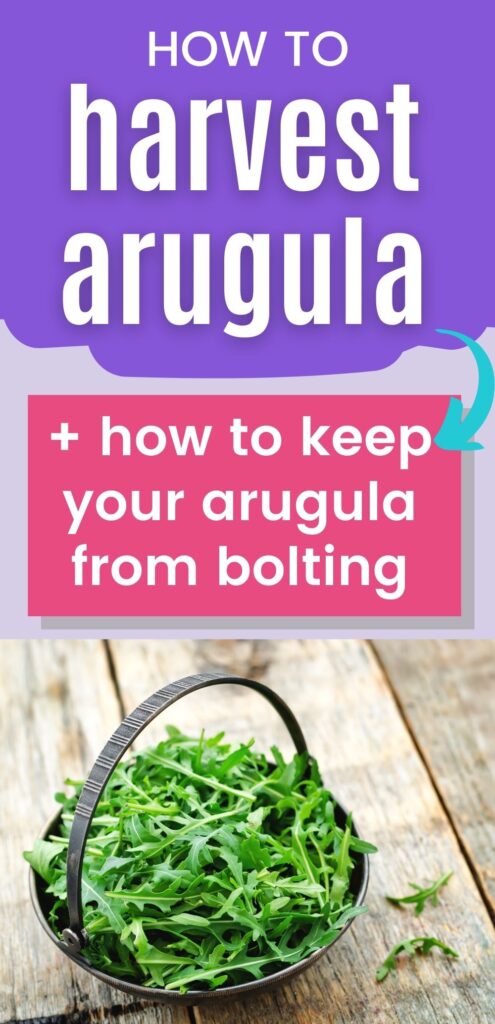 text "how to harvest arugula and keep it from bolting" above a picture of a small basket filled with baby arugula leaves on a wood surface" 
