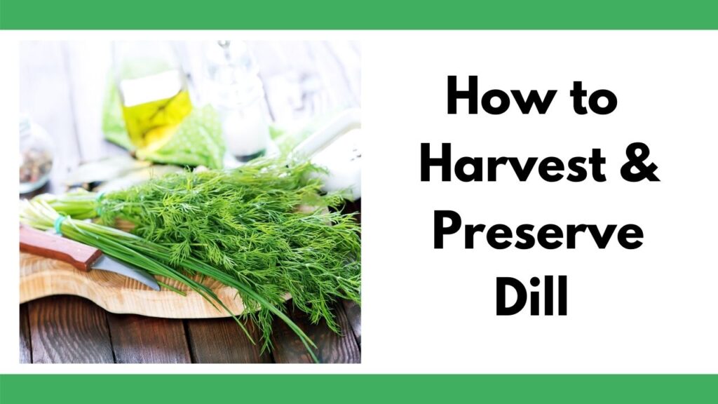 text "How to harvest & preserve dill" next to an image of dill weed on a wood cutting board next to a small knife with a curved blade