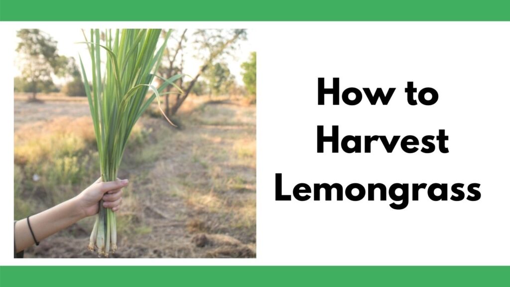 text "How to harvest lemongrass" next to an image of a woman's hand holding a clump of harvest lemongrass. There is a field in the background.